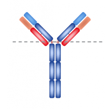 Ревматоидный фактор и ревматизм– когда организм борется сам с собой